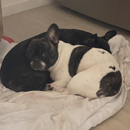 Laya et doca profile