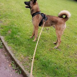 Doggo profile