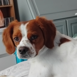 Vasco profile