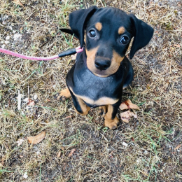 Nala profile