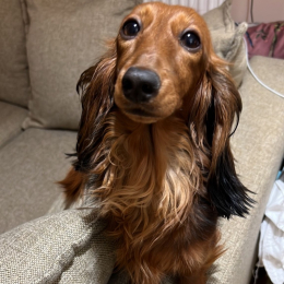 Nina profile