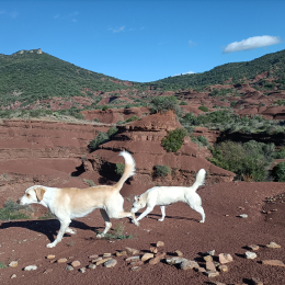 Balou et aqui profile