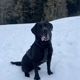 Mishka profile
