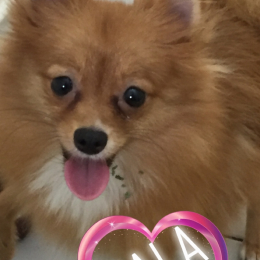 Clochette, simba et naïla profile