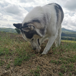 Naiko profile
