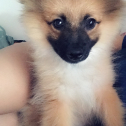 Oyko profile
