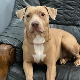 Maiya profile