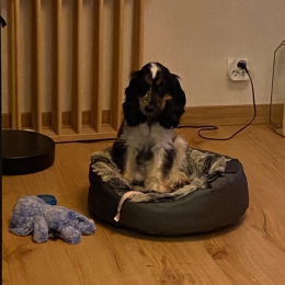 Pixel profile