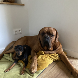 Jafat et brutus profile