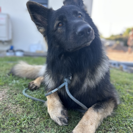 Taïko profile