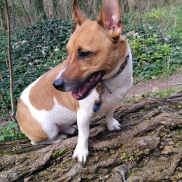 Bruno profile