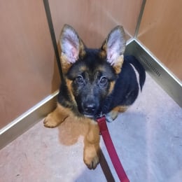 Okami profile