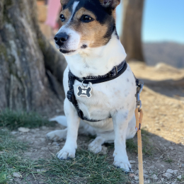 Sissi profile