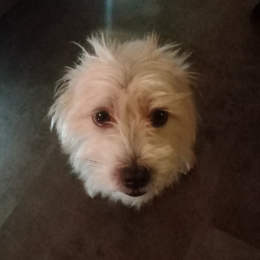 Max profile