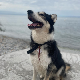 Naiko profile