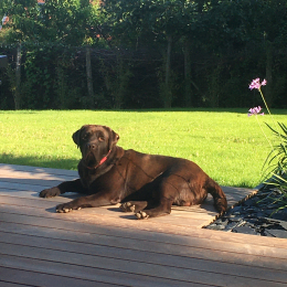 Oscar profile