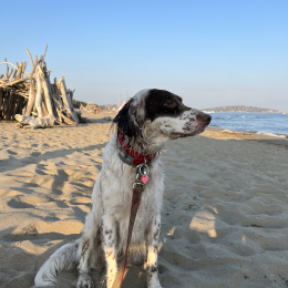 Swarley profile