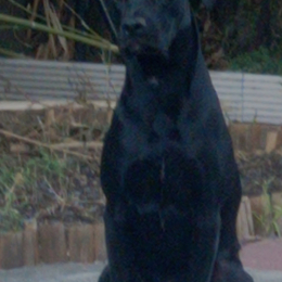 Céline profile