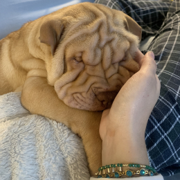 Bruno profile