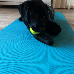 Lola et oscar profile