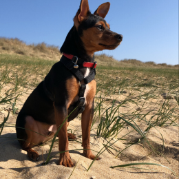 Pin's profile