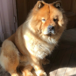 Maya profile