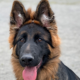 Taiko profile