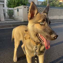 Rex profile