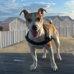 Milo profile