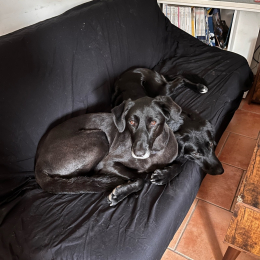 Vador et yoda profile