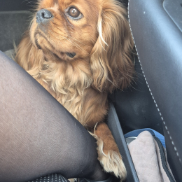 Toffee profile