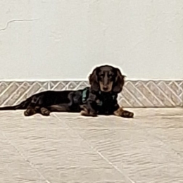Nina profile