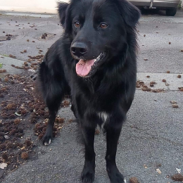Sam profile