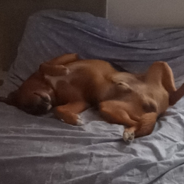 Max profile