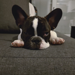 Ruben profile