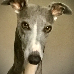 Moogly profile