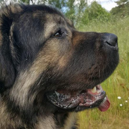 Mako profile