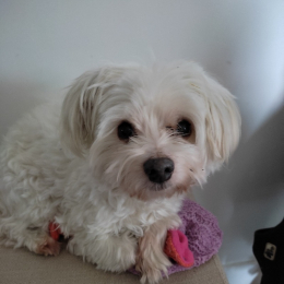 Teddy profile