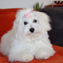 T’seraphina profile