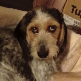 Doggo profile