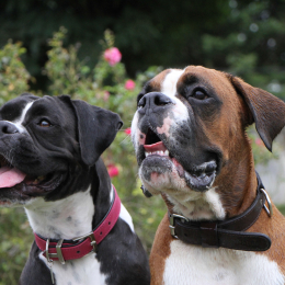 Ozz et moyra profile