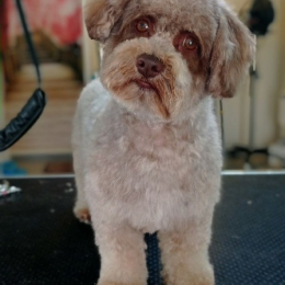 Snoopy profile