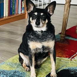 Angelo profile