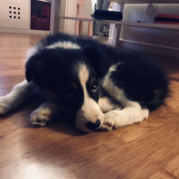Paco profile