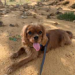Rio profile