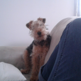 Doggo profile