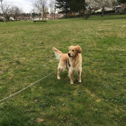 Merlin profile