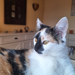 Julie profile