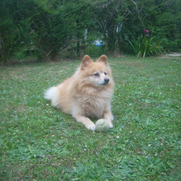 Tigrou profile