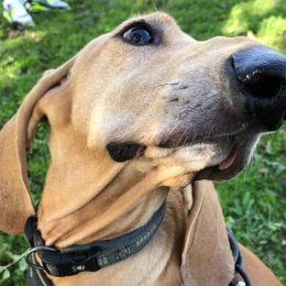 Leo profile